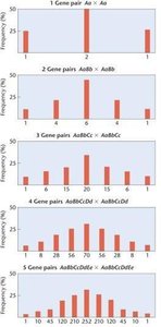 Distribution of phenotypic classes for 1 to 5 gene pairs in polygenic inheritance
