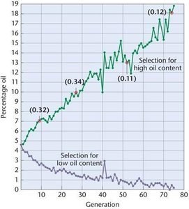 Response of corn selected for high and low oil content over generations