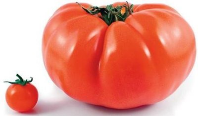 Wild and domesticated tomato size comparison