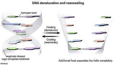 DNA denaturation and reannealing