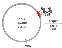 Restriction site digestion and ligation