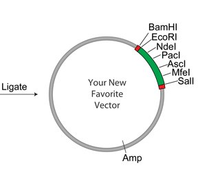 Cloning a PCR product into a plasmid