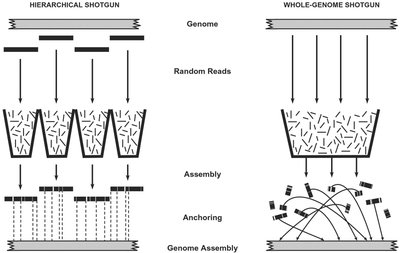 Hierarchical shotgun sequencing