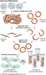 Genomic DNA library generation