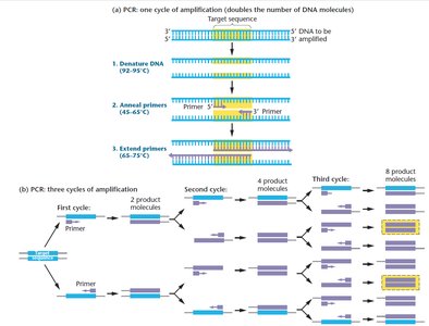 PCR cycle and amplification