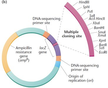 Genomic DNA library workflow