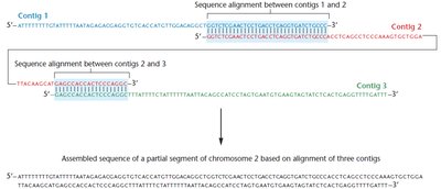 Contig assembly from restriction fragments