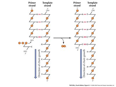Sequence alignment between contigs