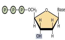 DNA chain growth direction