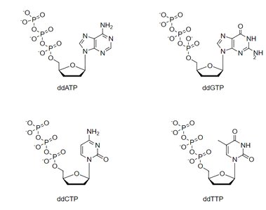 Nucleotide structure
