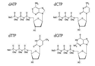 Sanger sequencing reaction setup
