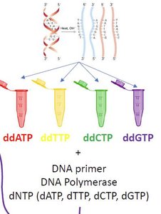 Sanger sequencing with radioactive tags