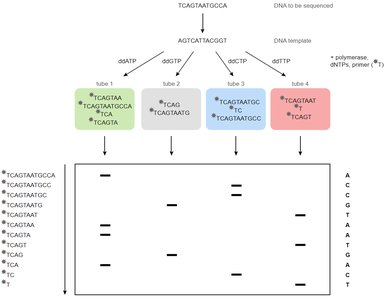 Forward and reverse primer binding