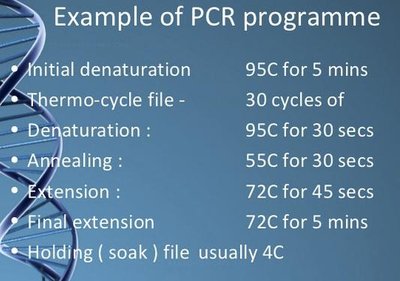 Example of PCR programme