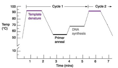 PCR temperature profile