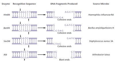 Restriction enzyme recognition and cutting patterns
