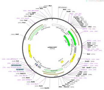 Plasmid vector map