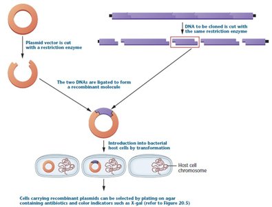 Recombinant DNA formation and transformation