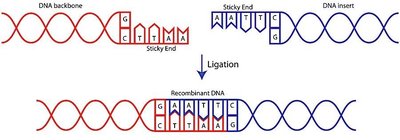 Sticky end ligation