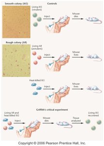 Griffith's experiment showing transformation in mice