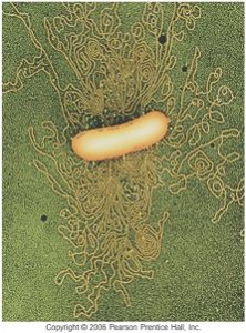 Electron micrograph of viral DNA genome with bacterial cell