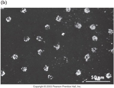 Electron micrograph of nucleosome structure