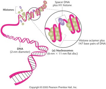 Diagram of nucleosome structure