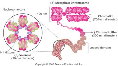 Chromatin fiber and chromosome structure