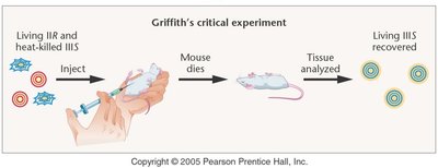Griffith's critical experiment: transformation principle