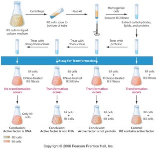 Avery, McLeod, and McCarty's experiment identifying DNA as the transforming principle