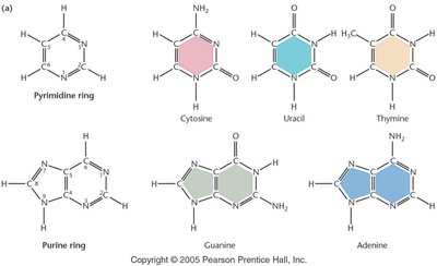 Structures of purine and pyrimidine bases