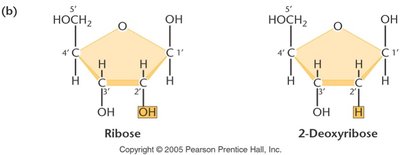 Comparison of ribose and 2-deoxyribose sugars