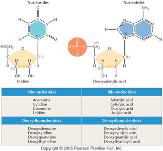 Nucleosides and nucleotides with table of names