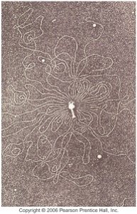 Electron micrograph of viral DNA genome