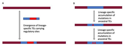 Pathways of generating lineage-specific TE-derived regulatory sites
