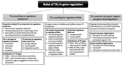 Summary diagram: Roles of TEs in gene regulation