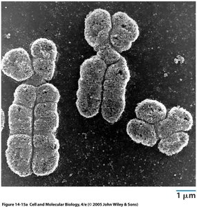 Cohesin holding sister chromatids together