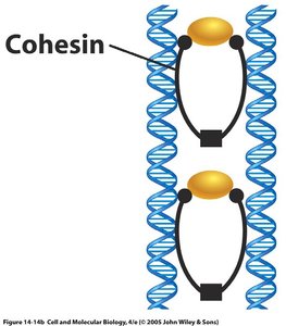 Sister chromatid cohesion and separation
