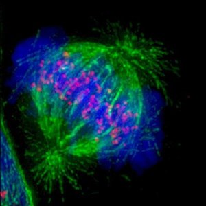 Microtubule and kinetochore structure