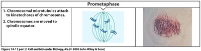 Prometaphase: microtubule attachment and chromosome movement
