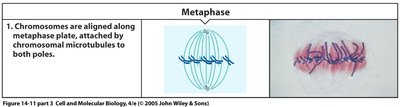 Metaphase: chromosome alignment at metaphase plate