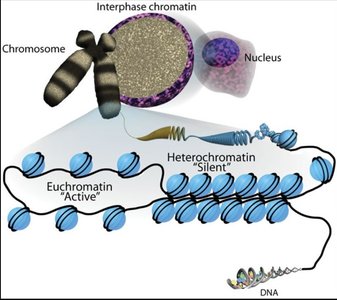Chromatin structure: euchromatin and heterochromatin