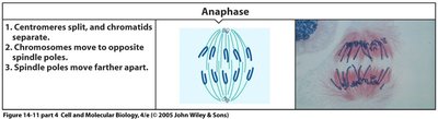 Anaphase: chromatid separation and movement