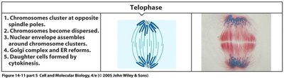 Telophase: chromosome clustering and nuclear envelope reformation