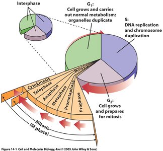 Telophase: daughter cell formation
