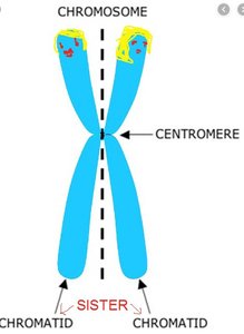 Chromosome structure: centromere and sister chromatids