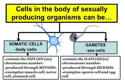 Somatic cells vs gametes: ploidy and division type