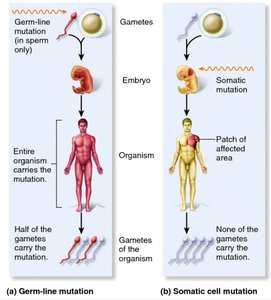 Germ-line vs somatic mutation inheritance