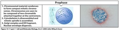 Cell cycle regulation: G1, S, G2, M, G0 phases