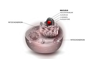 3D-rendered eukaryotic cell with labeled nucleus and mitochondria